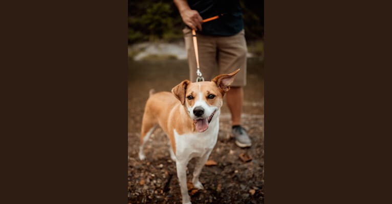 Rosie, a Beagle and Boxer mix tested with EmbarkVet.com
