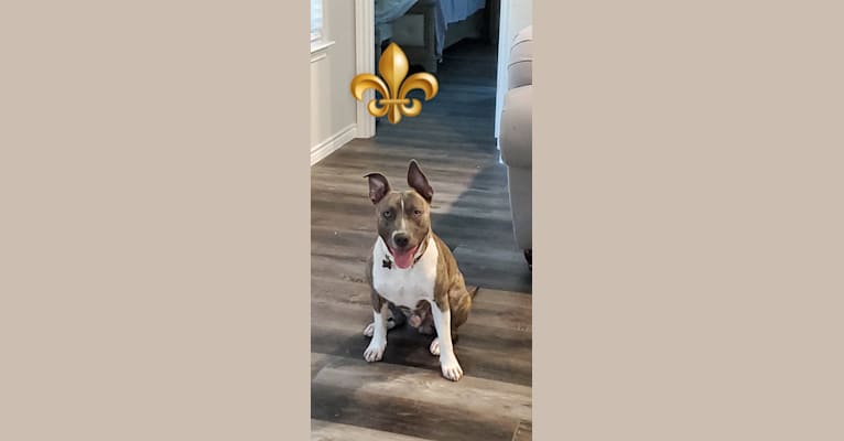 Photo of SAINT, an American Pit Bull Terrier and American Staffordshire Terrier mix in Dallas, Texas, USA