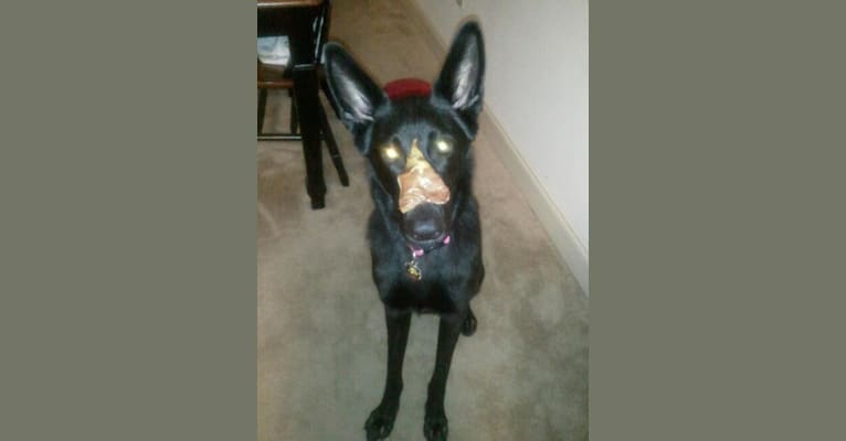 Photo of Roxy, a German Shepherd Dog  in South Dakota, USA