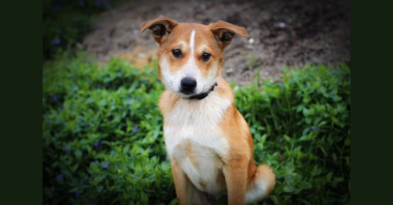 Finch, an Australian Cattle Dog and Belgian Malinois mix tested with EmbarkVet.com