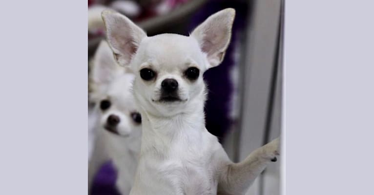 Bella, a Chihuahua tested with EmbarkVet.com