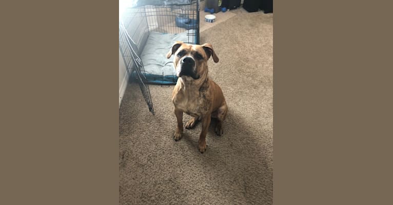 Mikey, an American Bulldog tested with EmbarkVet.com