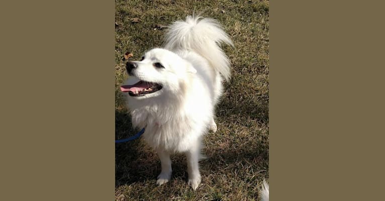 Kai, an American Eskimo Dog (11.4% unresolved) tested with EmbarkVet.com