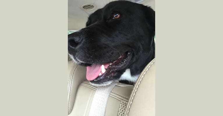 Piper, an American Bulldog and Labrador Retriever mix tested with EmbarkVet.com
