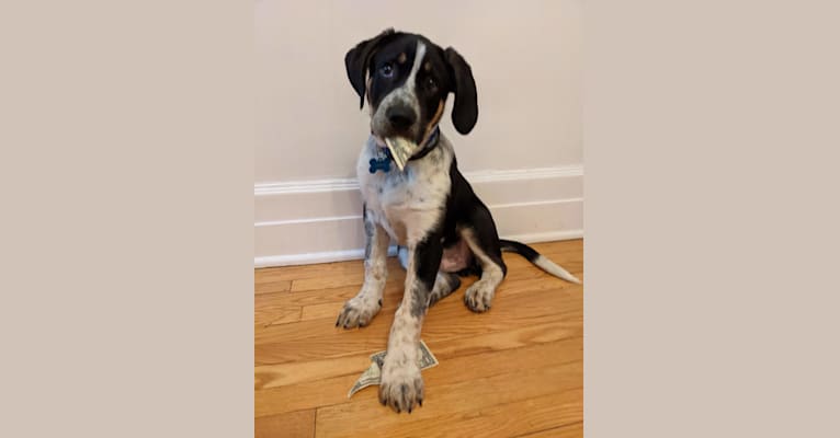 Crick, a Border Collie and Bluetick Coonhound mix tested with EmbarkVet.com