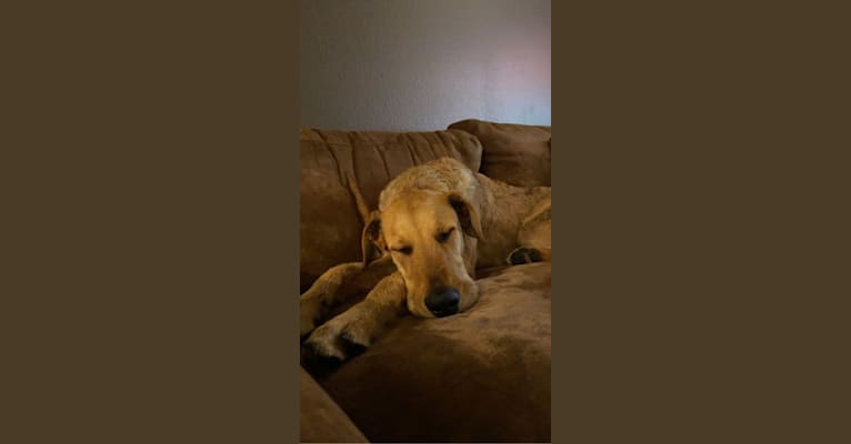 Embark Dog DNA Test Breed