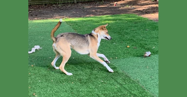 Baxter, a Mountain Cur and West Siberian Laika mix tested with EmbarkVet.com