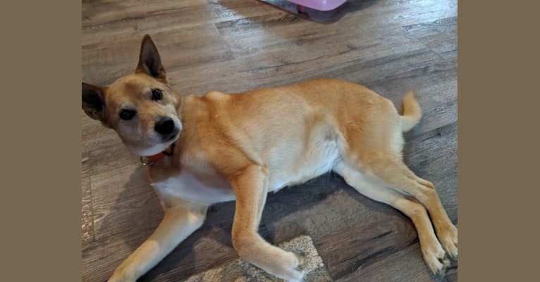Shiba inu rat terrier mix sales