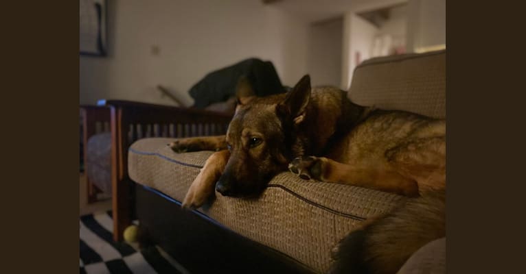 Leo, a German Shepherd Dog tested with EmbarkVet.com