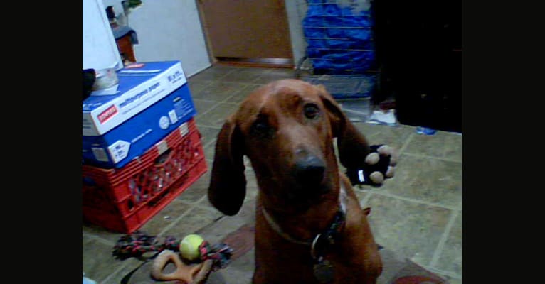 Brandy, a Redbone Coonhound tested with EmbarkVet.com