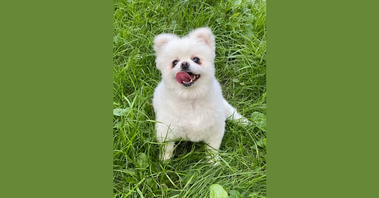 Annabelle, a Pomeranian and Pekingese mix tested with EmbarkVet.com