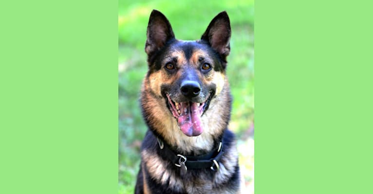 Shadow von Selm, a German Shepherd Dog and Australian Shepherd mix tested with EmbarkVet.com