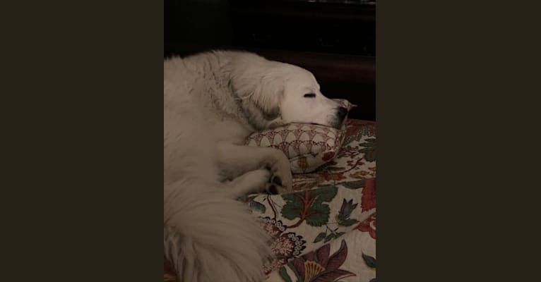 Rose, a Great Pyrenees tested with EmbarkVet.com