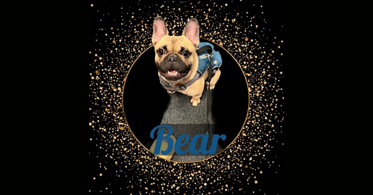 Bear, a French Bulldog and Bulldog mix tested with EmbarkVet.com