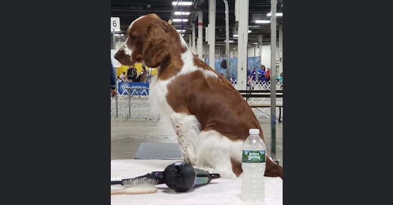 Photo of CH Fireside's Calypso Moon, a Welsh Springer Spaniel  in Mahwah, NJ, USA