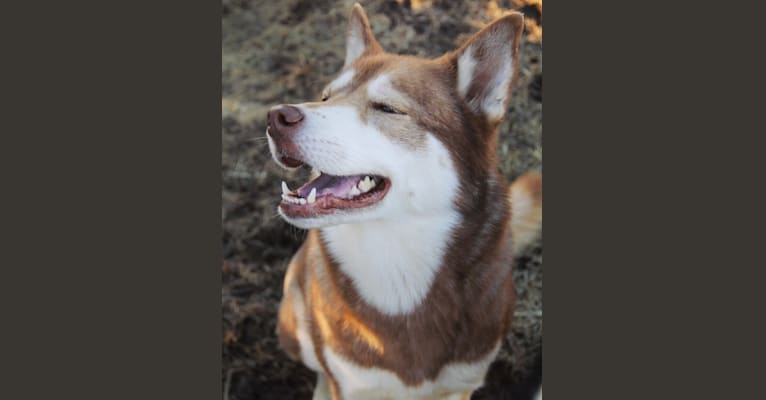 Asha, a Siberian Husky and German Shepherd Dog mix tested with EmbarkVet.com