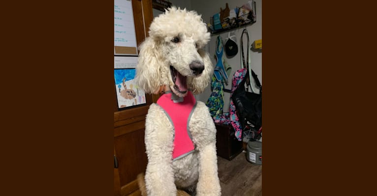 Anna, a Poodle (Standard) tested with EmbarkVet.com