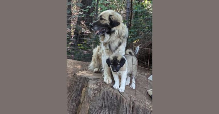 Duke, a Great Pyrenees and Anatolian Shepherd Dog mix tested with EmbarkVet.com