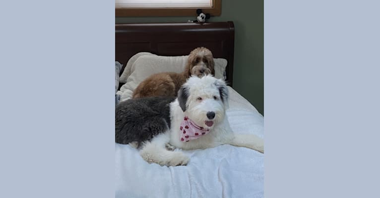 Londyn (Floria), an Old English Sheepdog tested with EmbarkVet.com