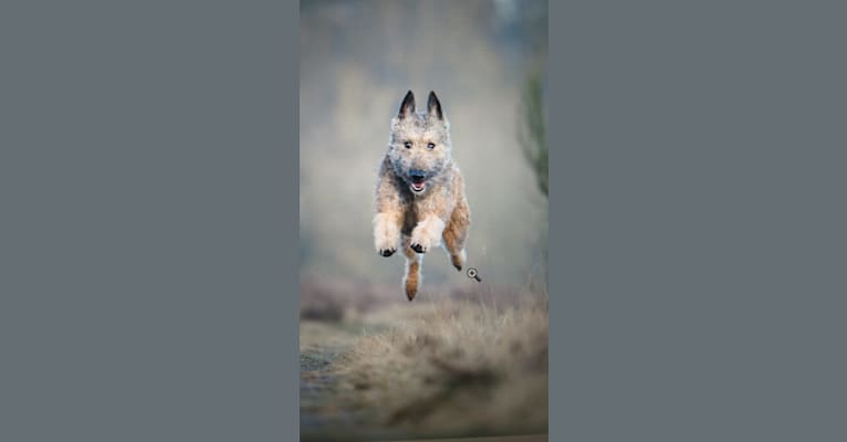 Aagje van ‘t Huis te Velde, a Belgian Shepherd tested with EmbarkVet.com