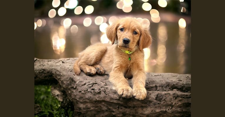 Opal, a Golden Retriever tested with EmbarkVet.com