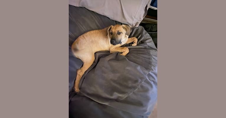 Koa, an American Pit Bull Terrier and German Shepherd Dog mix tested with EmbarkVet.com