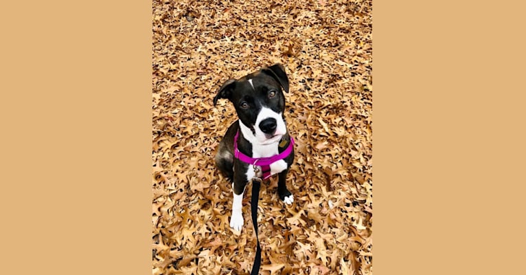 Photo of Sadie, an American Pit Bull Terrier and Mixed mix in North Carolina, USA