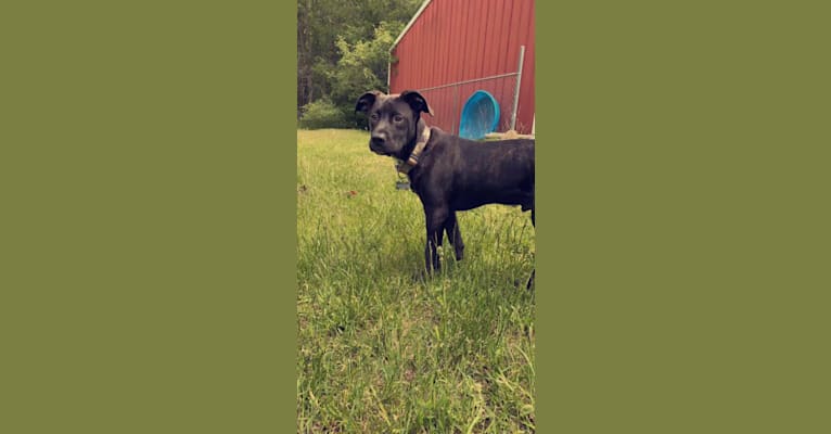 Photo of Otis, an American Pit Bull Terrier (9.4% unresolved) in Munger, Michigan, USA