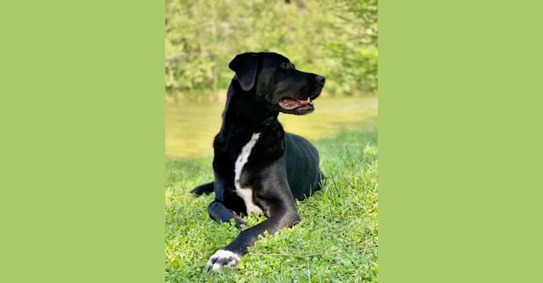 Peyton, a Labrador Retriever and Great Pyrenees mix tested with EmbarkVet.com