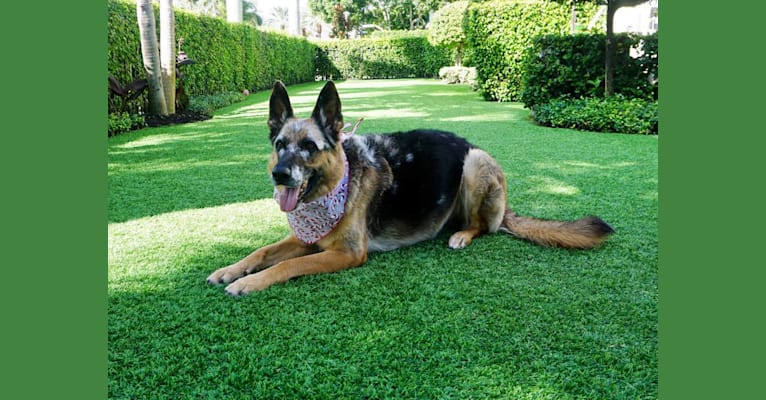 Kenzie, a German Shepherd Dog tested with EmbarkVet.com