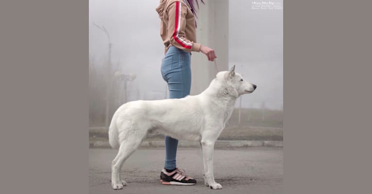 Photo of DEMON, a Siberian Husky mix in Санкт-Петербург, Россия
