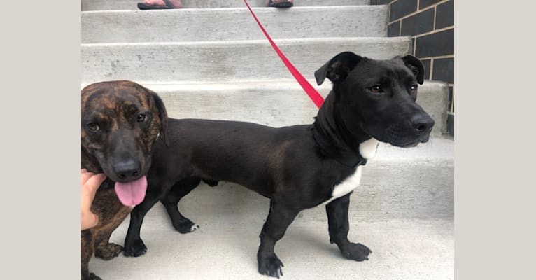 Bull terrier dachshund mix top
