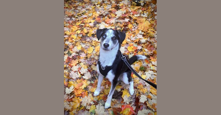 Photo of Rambo, a Siberian Husky, Rottweiler, German Shepherd Dog, and Mixed mix in Winnipeg, Manitoba, Canada