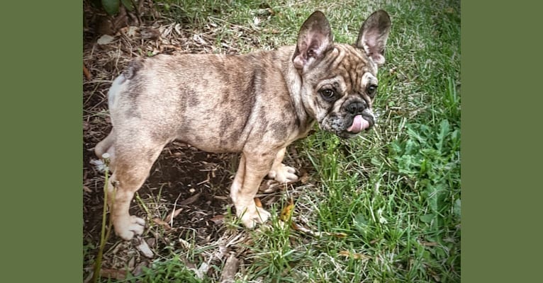 Photo of Louie, a French Bulldog and Bulldog mix in 12570 Mattawoman Drive, Waldorf, MD, USA