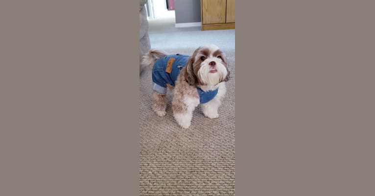 Photo of Max, a Shih Tzu, Havanese, Bichon Frise, and Chihuahua mix in Riverview, Florida, USA