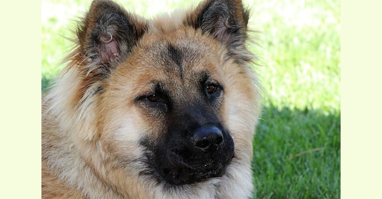 Bailey, a German Shepherd Dog and Chow Chow mix tested with EmbarkVet.com