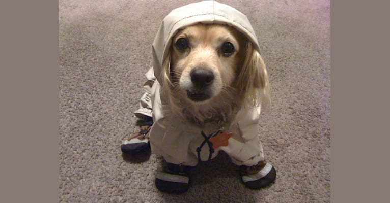 Sunny, a Cocker Spaniel and Chihuahua mix tested with EmbarkVet.com