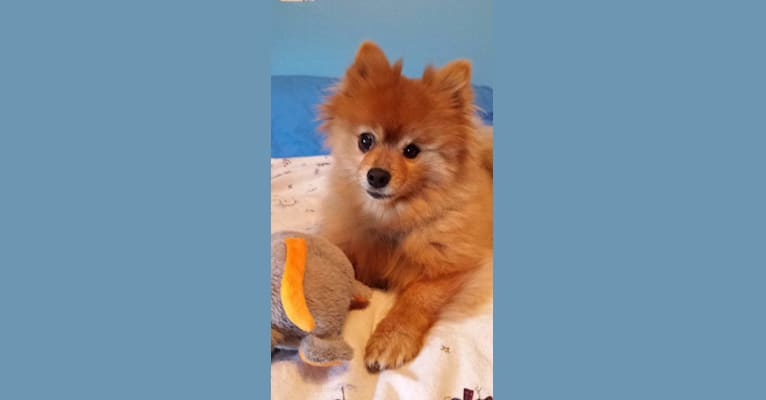 Zeke, a Pomeranian tested with EmbarkVet.com