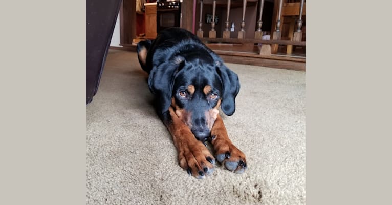 Rudy, an American English Coonhound and Black and Tan Coonhound mix tested with EmbarkVet.com