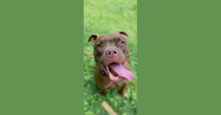 Photo of Shadrach Poet Martin, an American Pit Bull Terrier  in Indianapolis, Indiana, USA