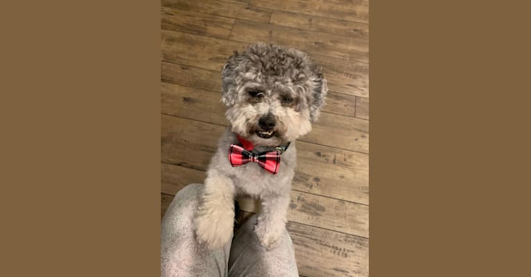 Bear, a Poodle (Small) and Shih Tzu mix tested with EmbarkVet.com