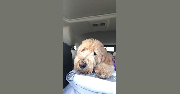 Chloe, a Poodle (Standard) and Golden Retriever mix tested with EmbarkVet.com