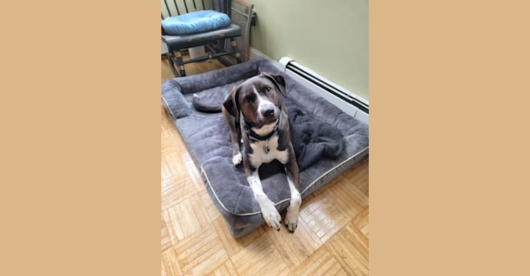 Boomer, an American Pit Bull Terrier and Labrador Retriever mix tested with EmbarkVet.com