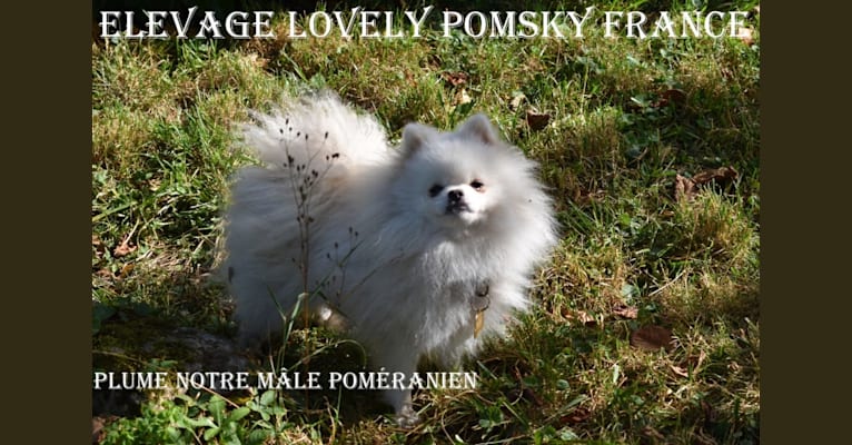 PLUME, a Pomeranian (21.2% unresolved) tested with EmbarkVet.com