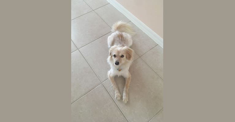 Ollie, a Pomeranian and Chihuahua mix tested with EmbarkVet.com