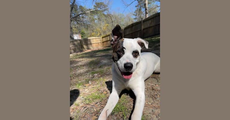 Photo of River, an American Pit Bull Terrier, Australian Cattle Dog, Boxer, German Shepherd Dog, and Mixed mix in Chapel Hill, North Carolina, USA
