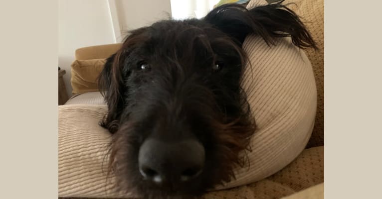 Airedale border cheap collie cross