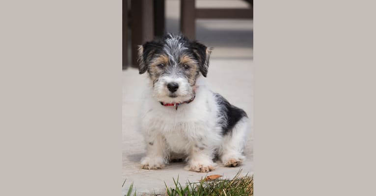 Dozer, a Russell-type Terrier tested with EmbarkVet.com