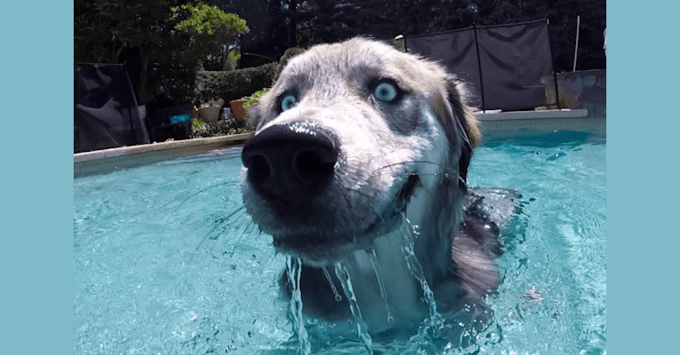 Tyson, a Golden Retriever and Siberian Husky mix tested with EmbarkVet.com