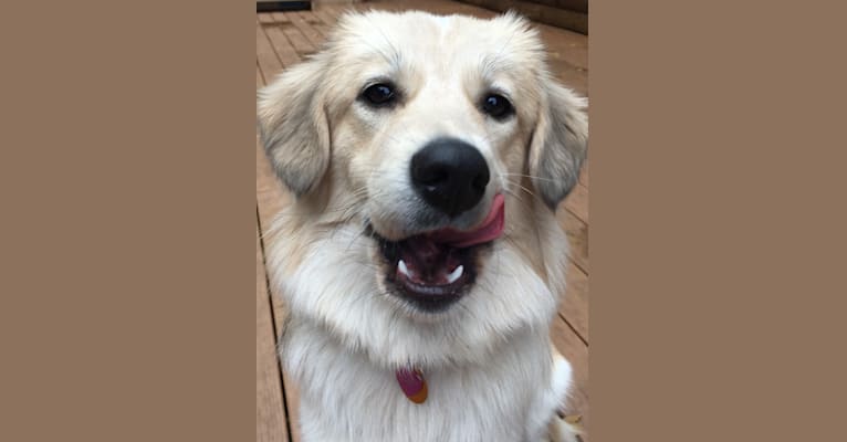 Clementine, a Great Pyrenees and Beagle mix tested with EmbarkVet.com